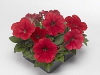 Петуния многоцветковая (генетически компактная) (Damask F1) Петуния многоцветковая (генетически компактная) (Damask F1)