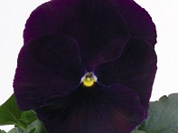 Виола виттрока