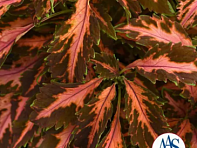 Колеус гибридный (Premium Sun)