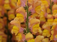 Львиный зев (Антирринум) большой (Potomac F1)