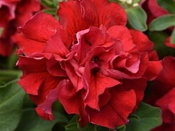 Петуния крупноцветковая махровая (Double Cascade F1)