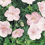 Герань кроваво-красная (Geranium sanguineum)