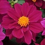 Георгина гибридная (Dahlia hybrida)