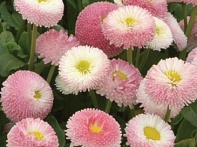 Маргаритка многолетняя