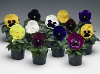 Виола Виттрока