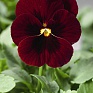 Виола рогатая (Viola cornuta)