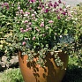 Гомфрена шаровидная (Gomphrena globosa)