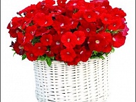 Петуния ампельная гибридная (Gioconda F1)