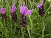 Лаванда стэхадская (Violeta Purple XL)