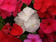 Катарантус розовый (Titan F1)