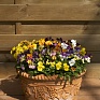 Виола рогатая (Viola cornuta)