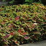 Колеус гибридный (Coleus х hybrida)