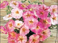 Петуния крупноцветковая гофрированная (Dolce F1)