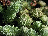 Седум Форстера (Oracle)