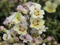 Львиный зев (Антирринум) большой (Antiquity F1)