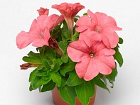 Петуния крупноцветковая (генетически компактная) (Duvet F1)