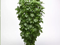 Базилик благородный (Everleaf Thai Towers)