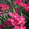 Гвоздика гибридная махровая (Dianthus interspecific)