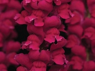 Львиный зев (Антирринум) большой (Cool F1)