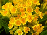 Примула весенняя (Cabrillo)