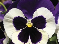 Виола Виттрока