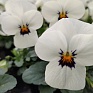 Виола рогатая (Viola cornuta)