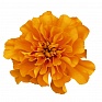 Бархатцы отклоненные (Tagetes patula)