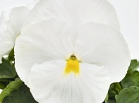 Виола виттрока