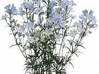 Дельфиниум китайский (Fashion F1)