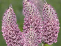 Птилотус возвышенный (Joey)