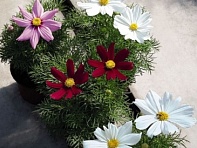 Космея дваждыперистая (Casanova)