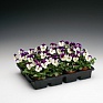 Виола рогатая (Viola cornuta)