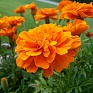 Бархатцы отклоненные (Tagetes patula)