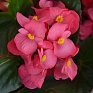 Бегония гибридная (зеленая листва) (Begonia hybrida)