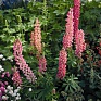 Наперстянка пурпурная (Digitalis purpurea)