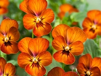 Виола рогатая (Corina F1) Виола рогатая (Corina F1)