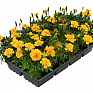 Бархатцы отклоненные (Tagetes patula)