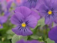 Виола рогатая (Corina F1)