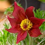 Прострел обыкновенный (Pulsatilla vulgaris)