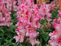 Львиный зев (Антирринум) большой (Snappy F1)