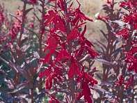 Лобелия огненная (Queen Victoria)