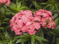 Гвоздика турецкая (Barbarini F1) Гвоздика турецкая (Barbarini F1)