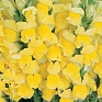 Львиный зев (Антирринум) большой (Antirrhinum majus)