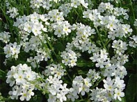 Незабудка лесная