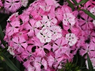 Гвоздика турецкая (Rockin F1)