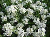 Незабудка лесная (Bobo)