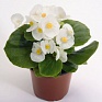 Бегония вечноцветущая (зеленая листва) (Begonia semperflorens)