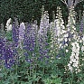 Дельфиниум высокий (Delphinium elatum)
