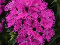 Гвоздика турецкая (Rockin F1)