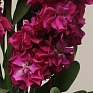 Левкой седой (Matthiola incana) Левкой седой (Matthiola incana)